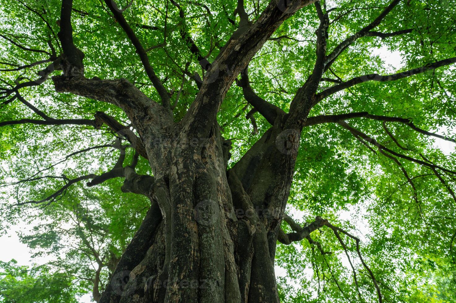 Low angle view ancient tree with green canopy in forest. Natural carbon capture and sequestration for climate change sustainability. Carbon neutrality and natural ecosystem environmental conservation. photo