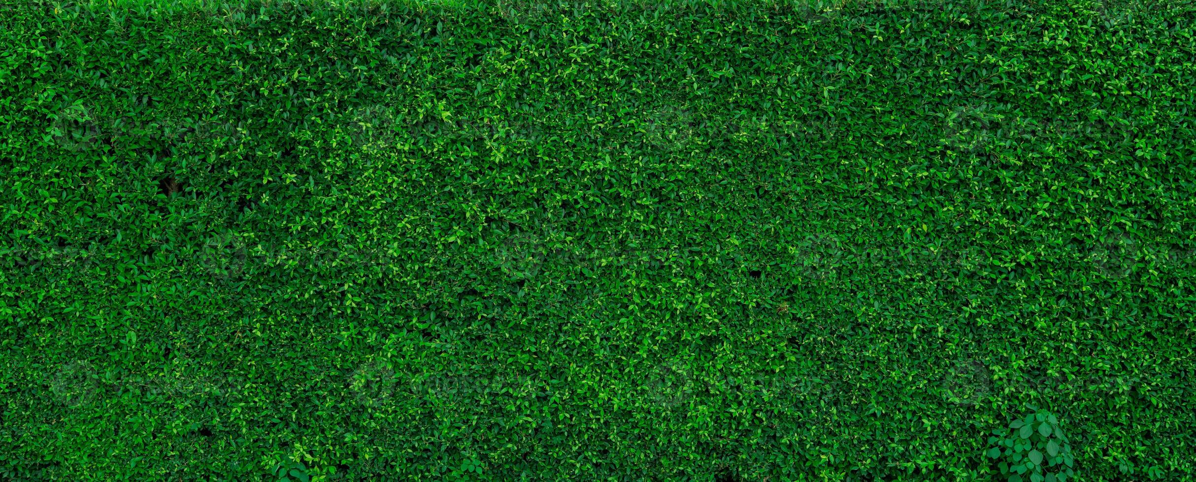 Small green leaves in hedge wall texture background. Closeup green hedge plant in garden. Eco evergreen hedge wall. Natural backdrop. Beauty in nature. Green leaves with natural wallpaper. photo