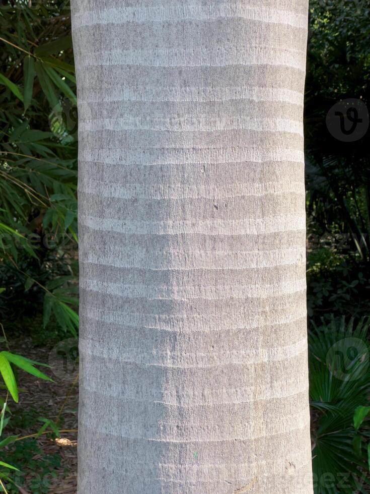 Close up of palm tree trunk with natural striped bark texture. Detailed vertical pattern, organic photo