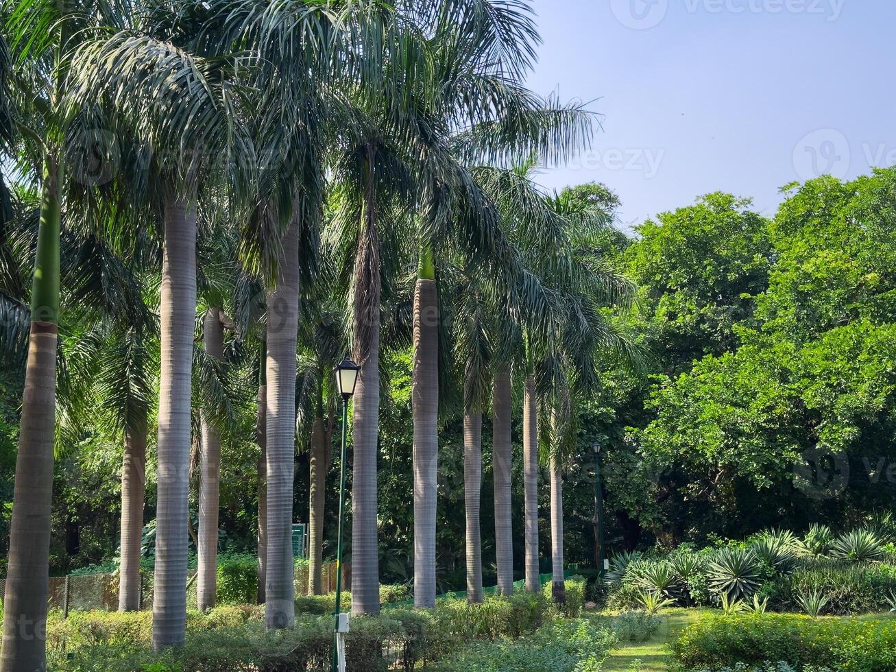 Palm trees lining a walkway in a tropical park in Delhi. Symmetrical path surrounded by lush green photo