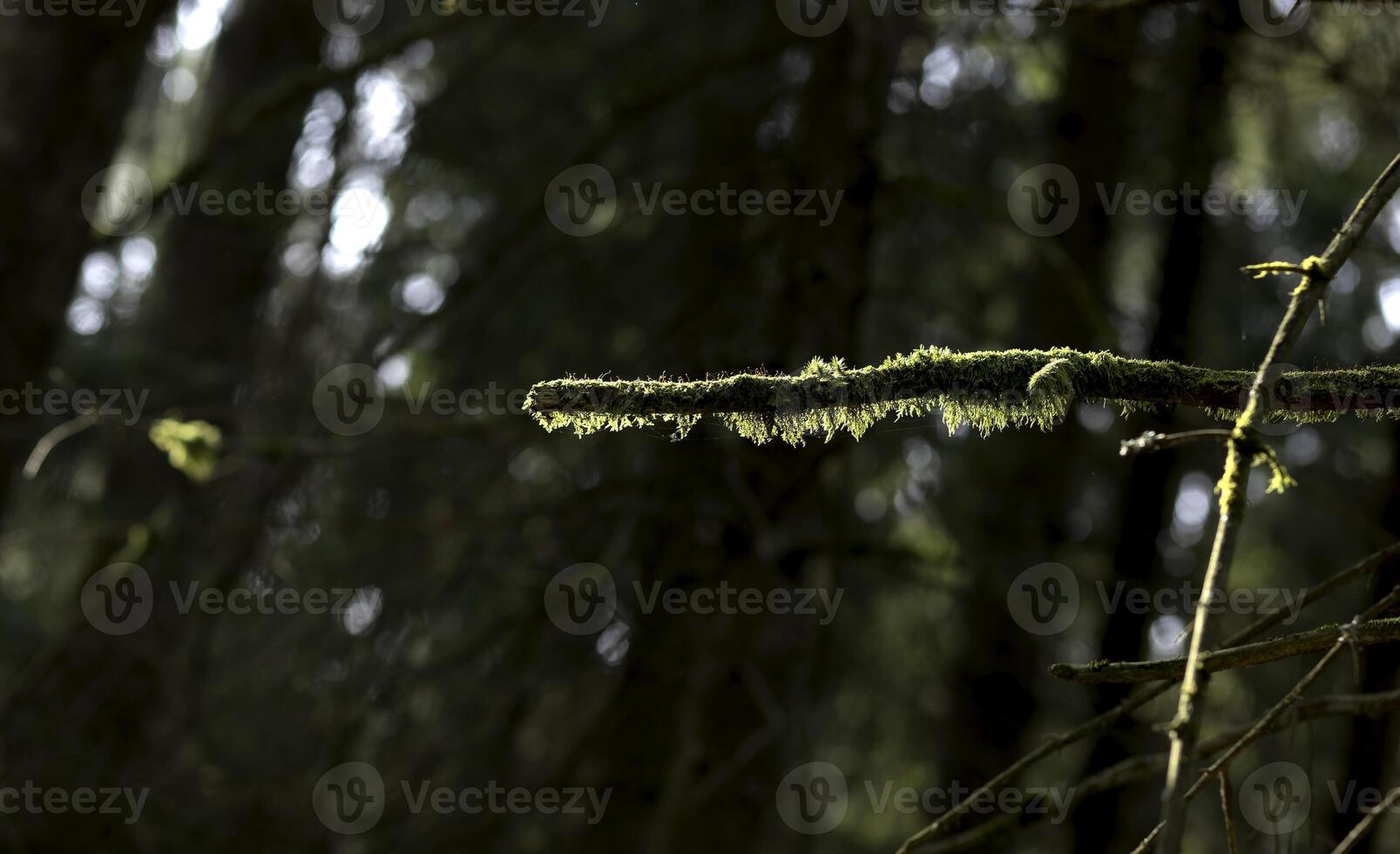 Branch covered in moss in quiet forest. Closeup view showing natural texture, subtle foliage, soft photo