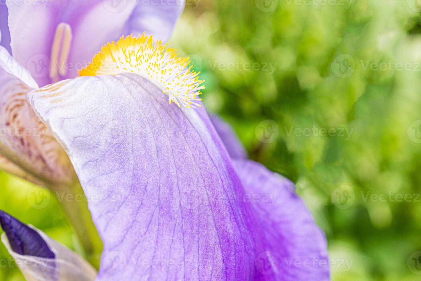 Part of the beautiful petal of the garden iris is lilac, blue. green natural background of green garden plants. Front view. macro. photo