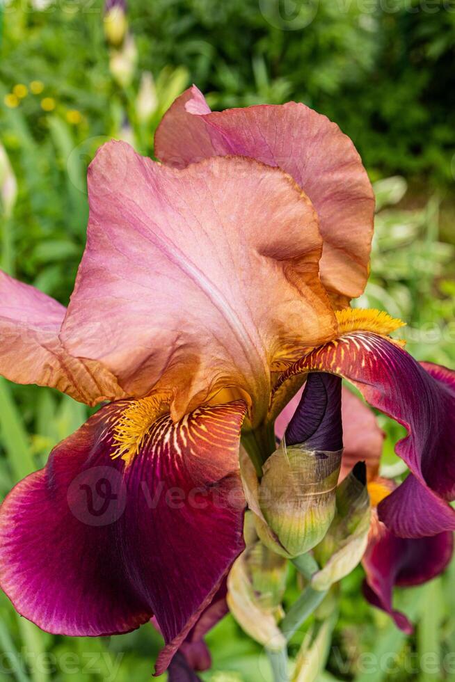 A beautiful garden flower of brown lilac with a yellow tint of iris. Front view. closeup on green natural background of garden. botanical background. photo