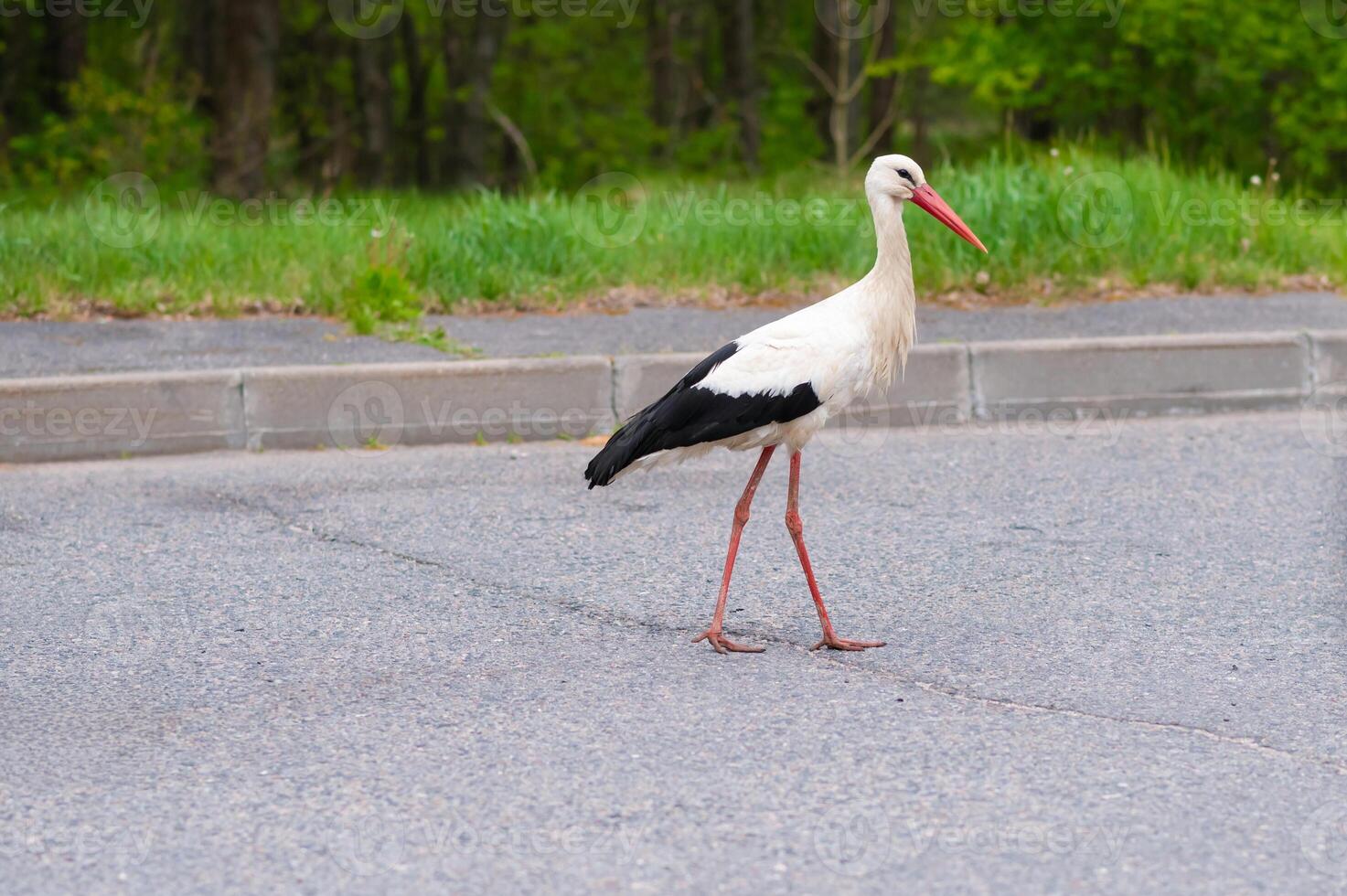 A white and black bird standing on the side of the road photo