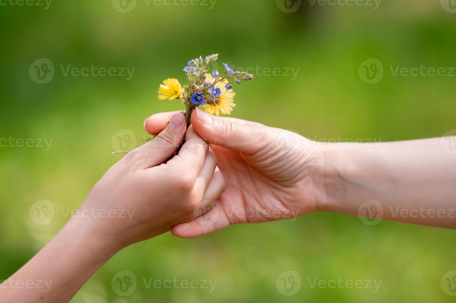 Close-up of child's hand holding out bouquet of wild flowers to woman on green summer meadow, symbolizing love, care and connection in nature photo