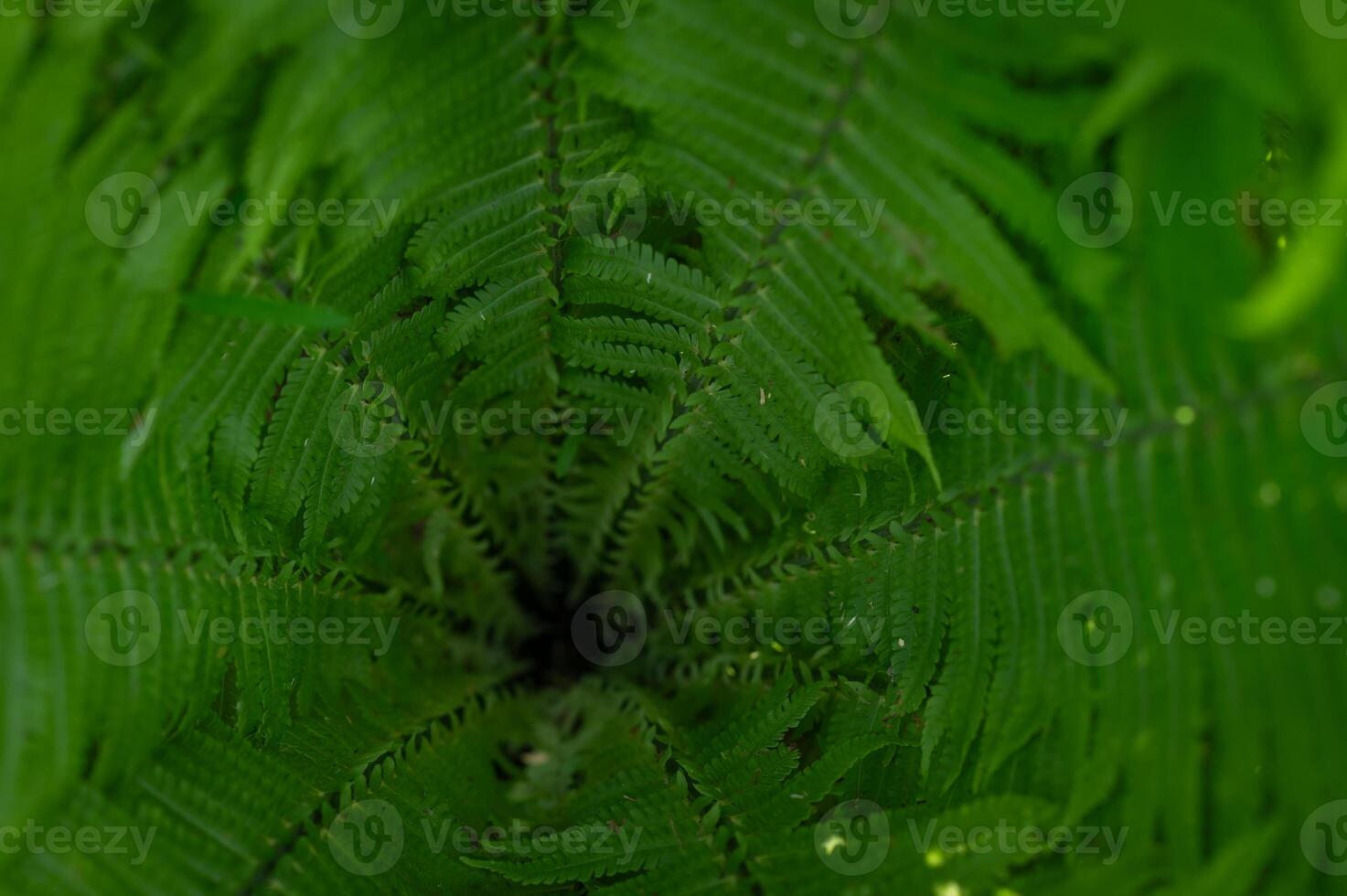 Top view of green fern leaves forming a spiral pattern, vibrant natural texture photo