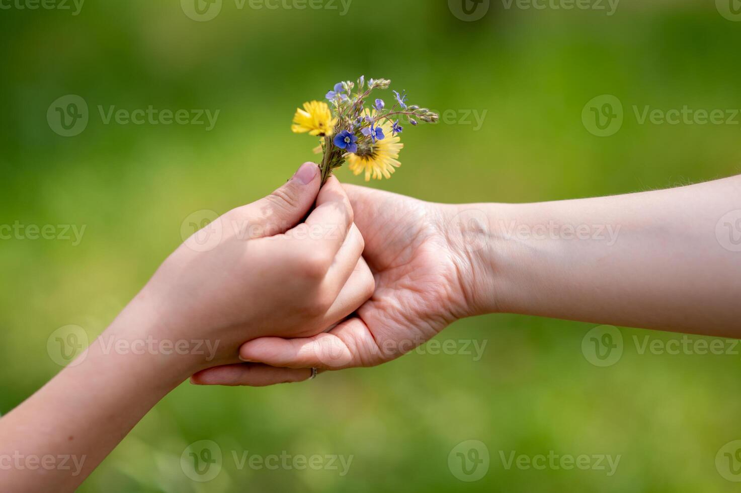 A child holding a flower in their hand photo
