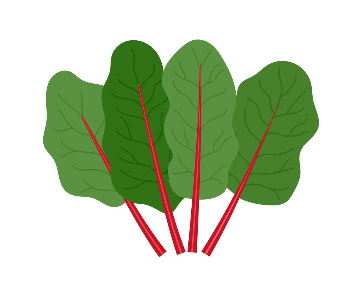 Rhubarb leaves, tops greens with red stems, icon illustration vector
