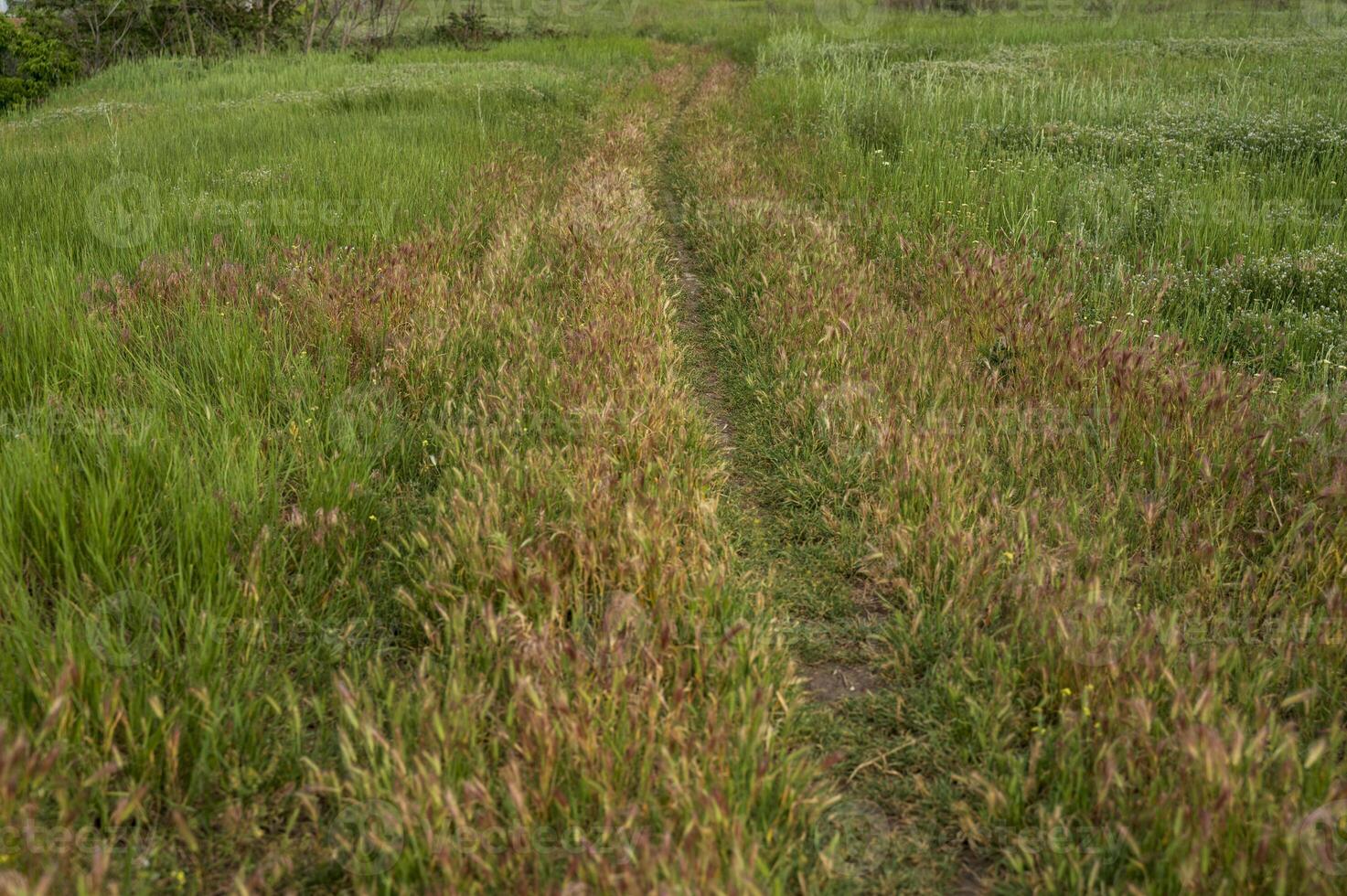 Walking grass in the field, among the grass. Sunlight on fresh grass near the path on the green field. High quality photo