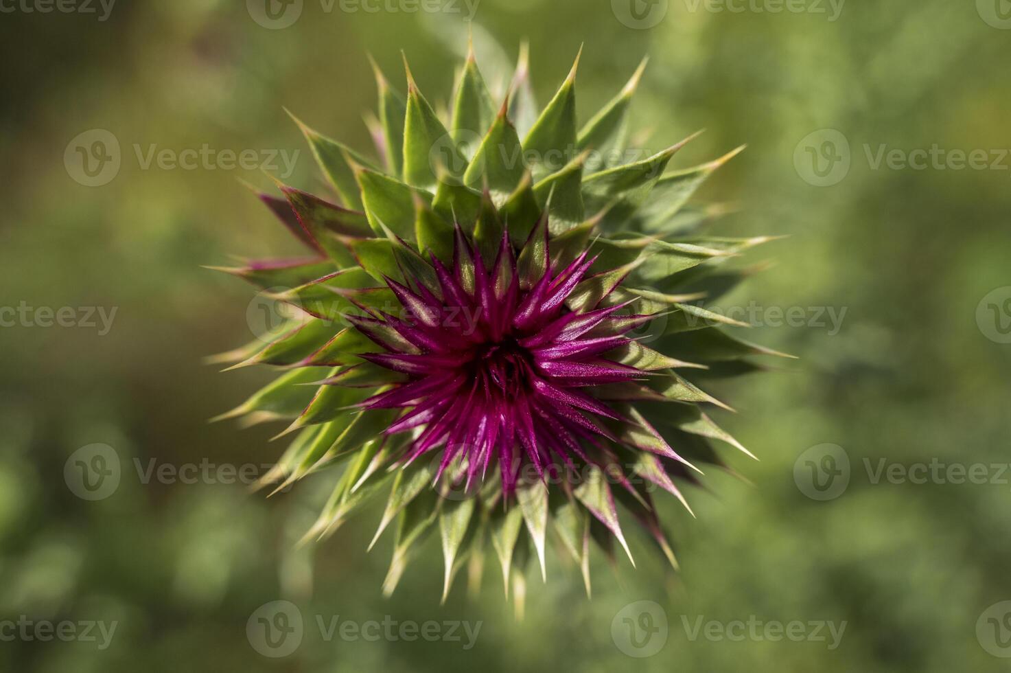 A vibrant purple thistle flower, Scotland's iconic national flower, seen from above against a blurred background of a wildflower meadow. A striking symbol of resilience and natural beauty. photo