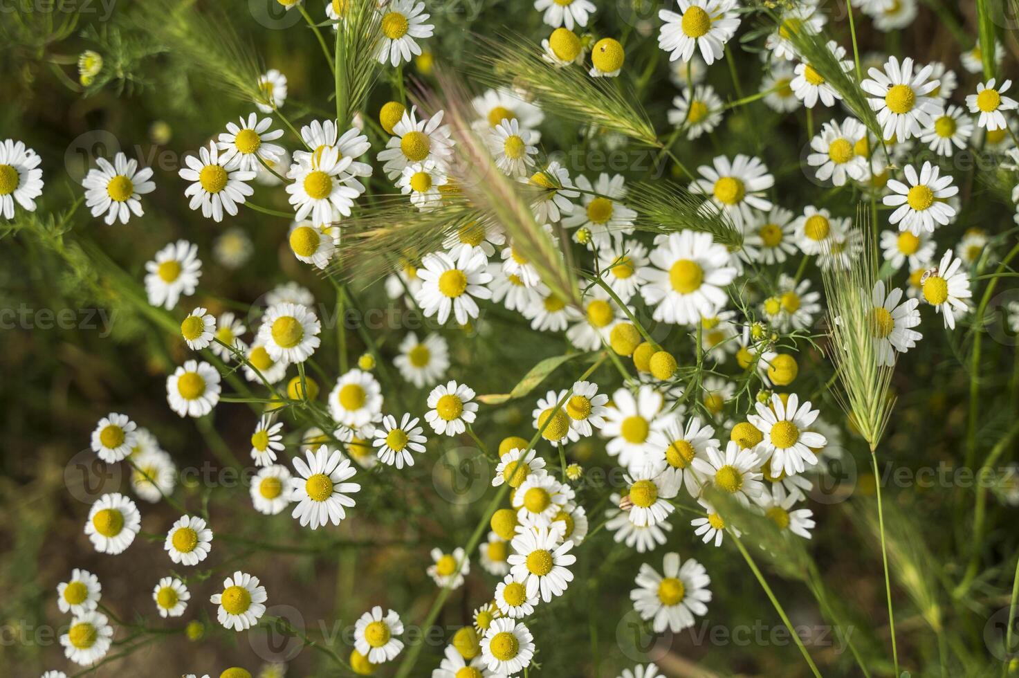 Background of white daisies in the meadow. Close-up of wild flowers. Fresh real daisy flowers, flowers growing on meadow grass on a warm sunny spring summer day. View from above. photo