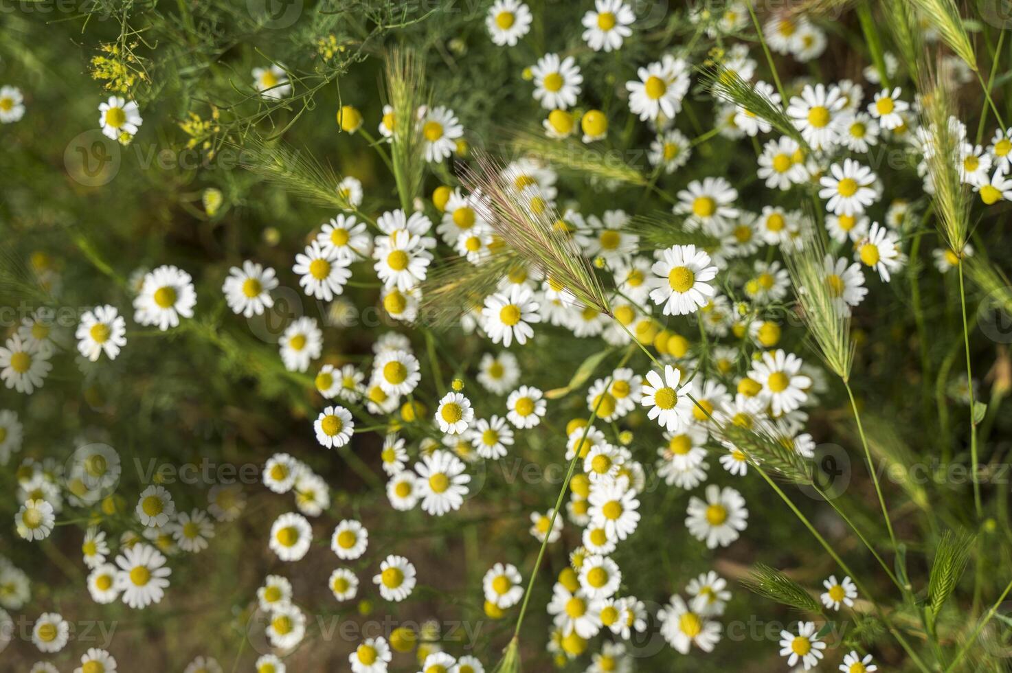 White daisies in a field, on a meadow. Fresh real daisy flowers, flowers growing on meadow grass on a warm sunny spring summer day. View from above. High quality photo