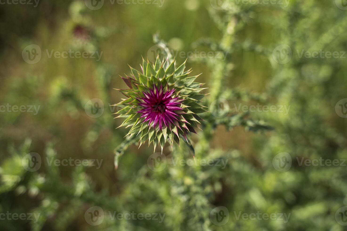 Thistle flower close-up in the wild. Vibrant purple thistle flower, iconic national flower of Scotland, seen from above against a blurred background of a wildflower meadow. photo