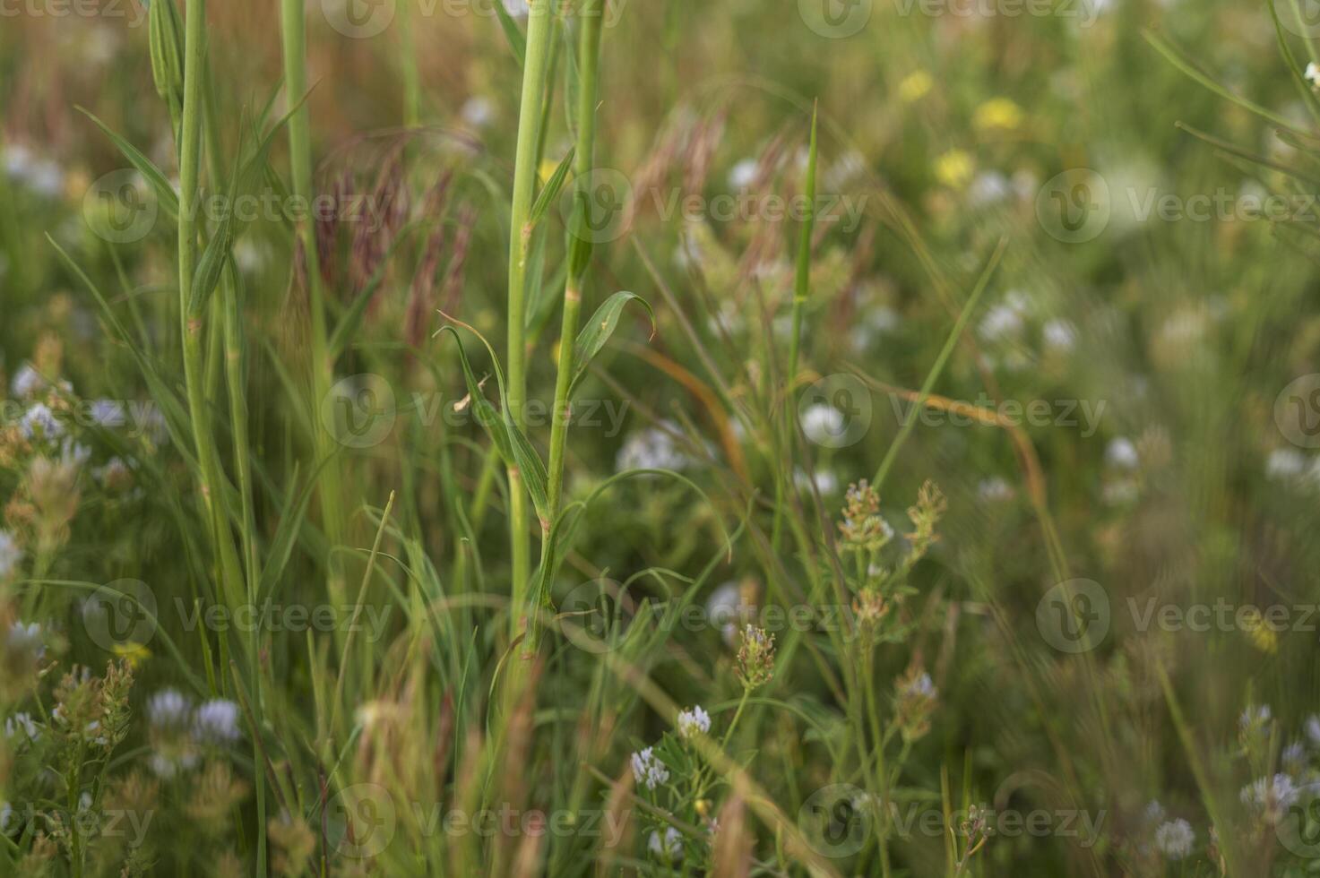 A close up of a flower. Spring meadow filled with flowering grass may cause allergies in some. Summer in the wild. Selective focus and close-up. High quality photo