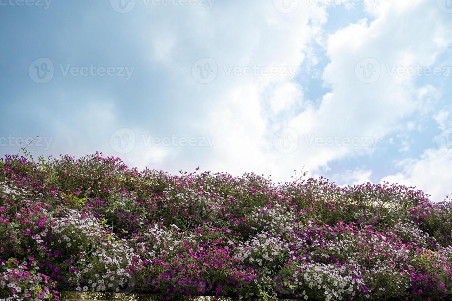 Many small and bright flowers of pink and white color against the background of the sky with clouds. Flowers on a bright summer or spring day. Petunias bloom densely in a flowerbed. space for text photo