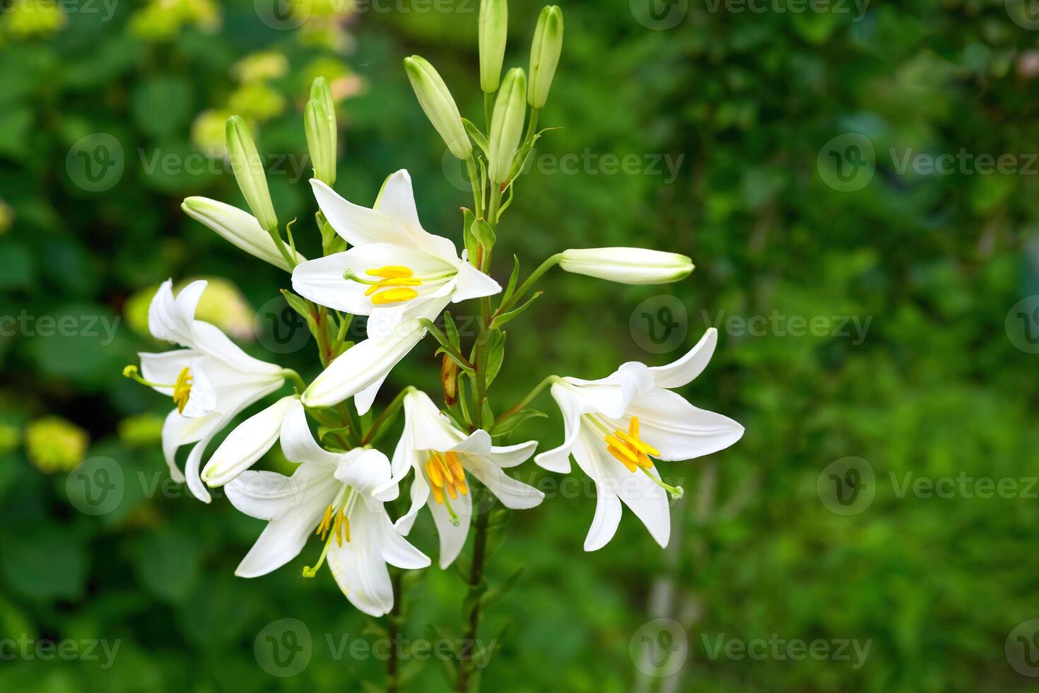 Landscaping.White lily pad Lilium candidum,fresh greenery in summer garden photo