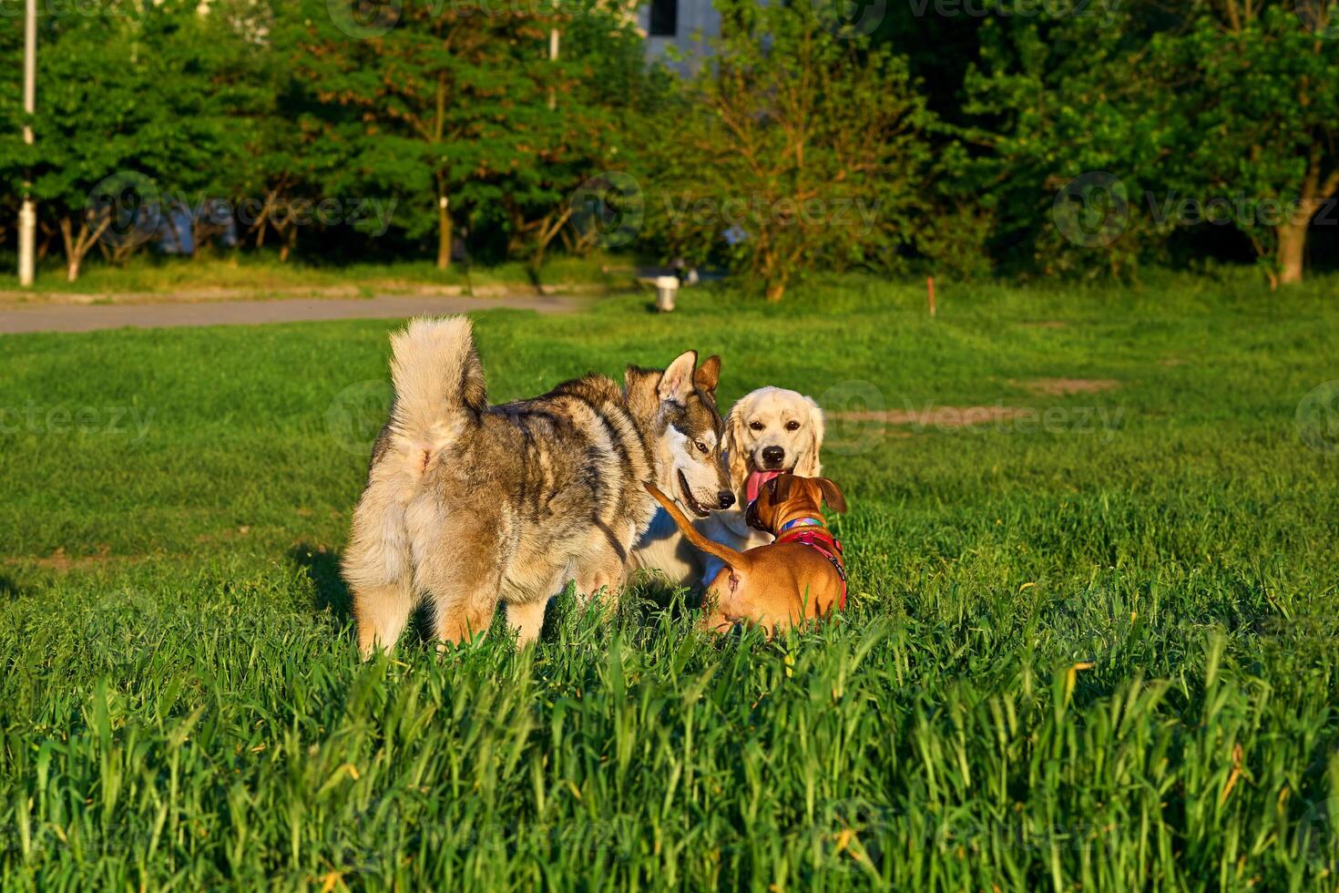 Domestic dogs meet to play in a grassy area photo