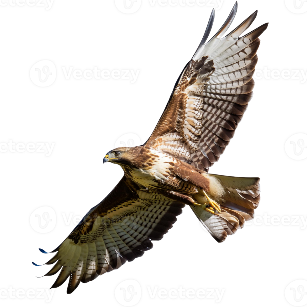 A bird of prey flying in the air png
