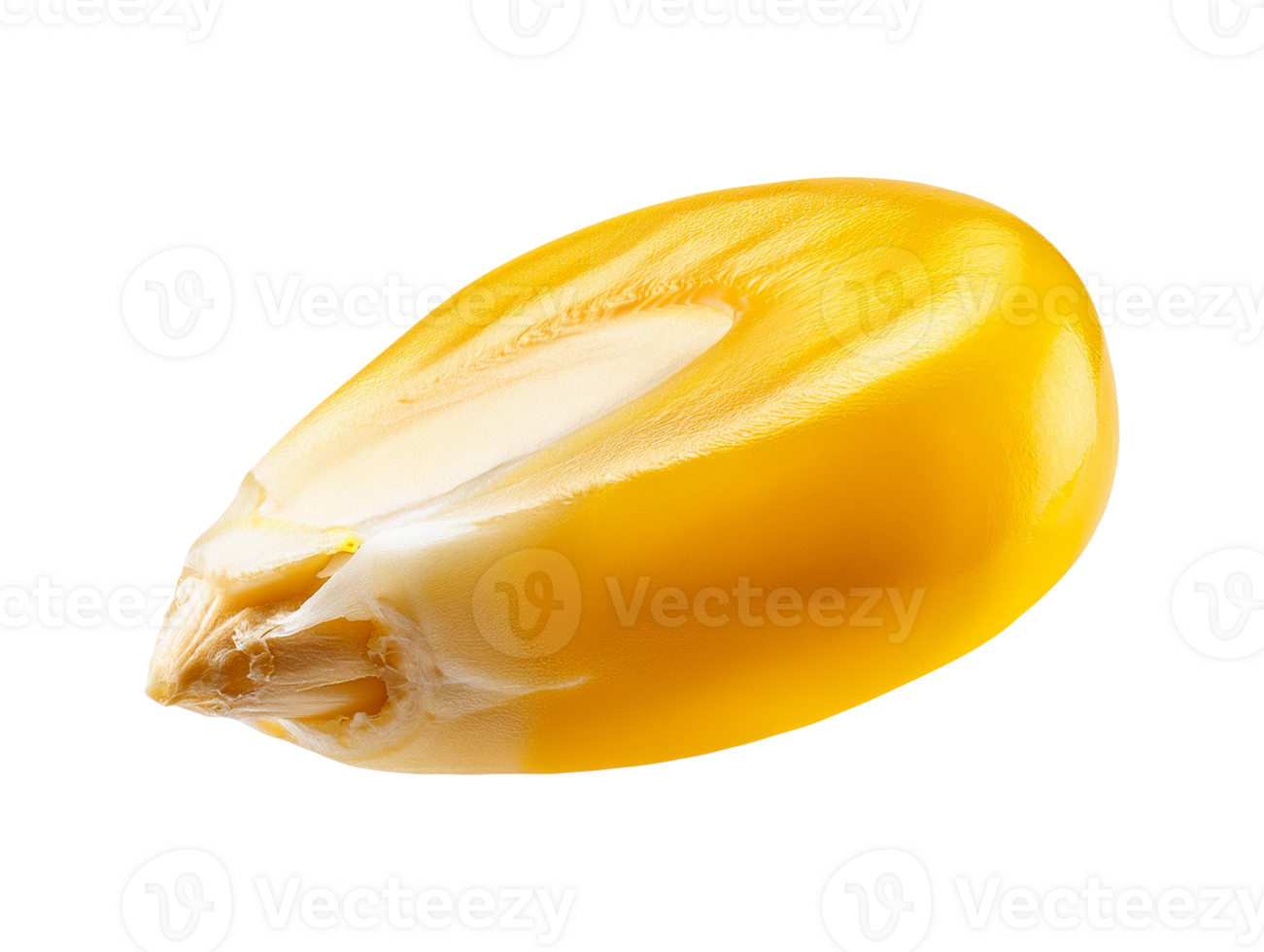 Corn seed with realistic shape and color png