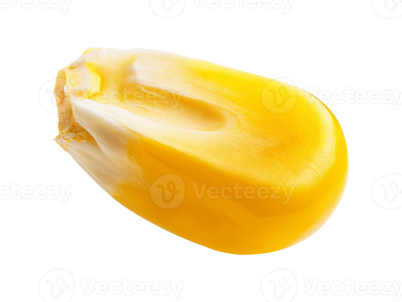Shiny corn seed with realistic texture png