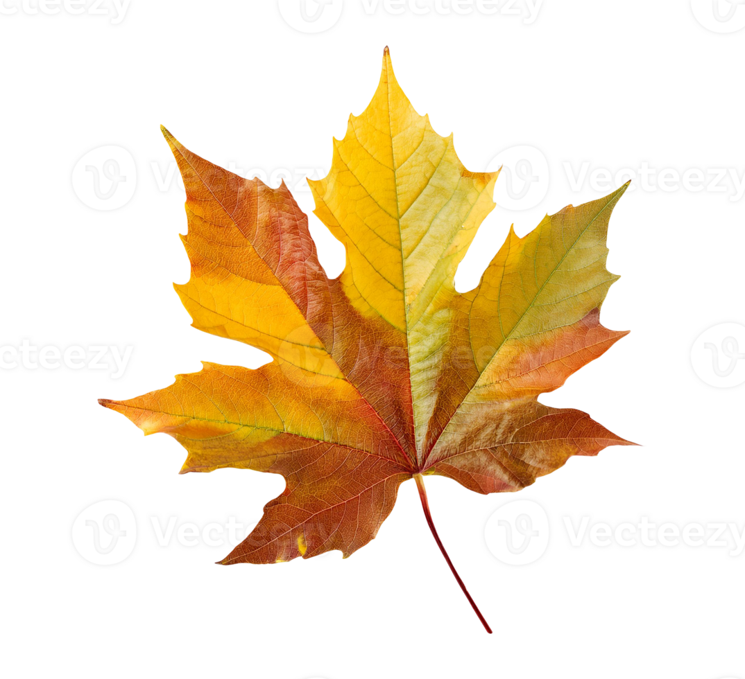 Yellow Leaf with Soft Curves png