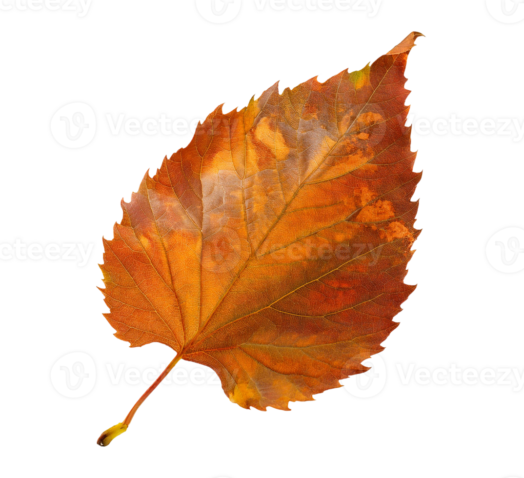 Bright Golden Leaf Symbolizing Fall Season png
