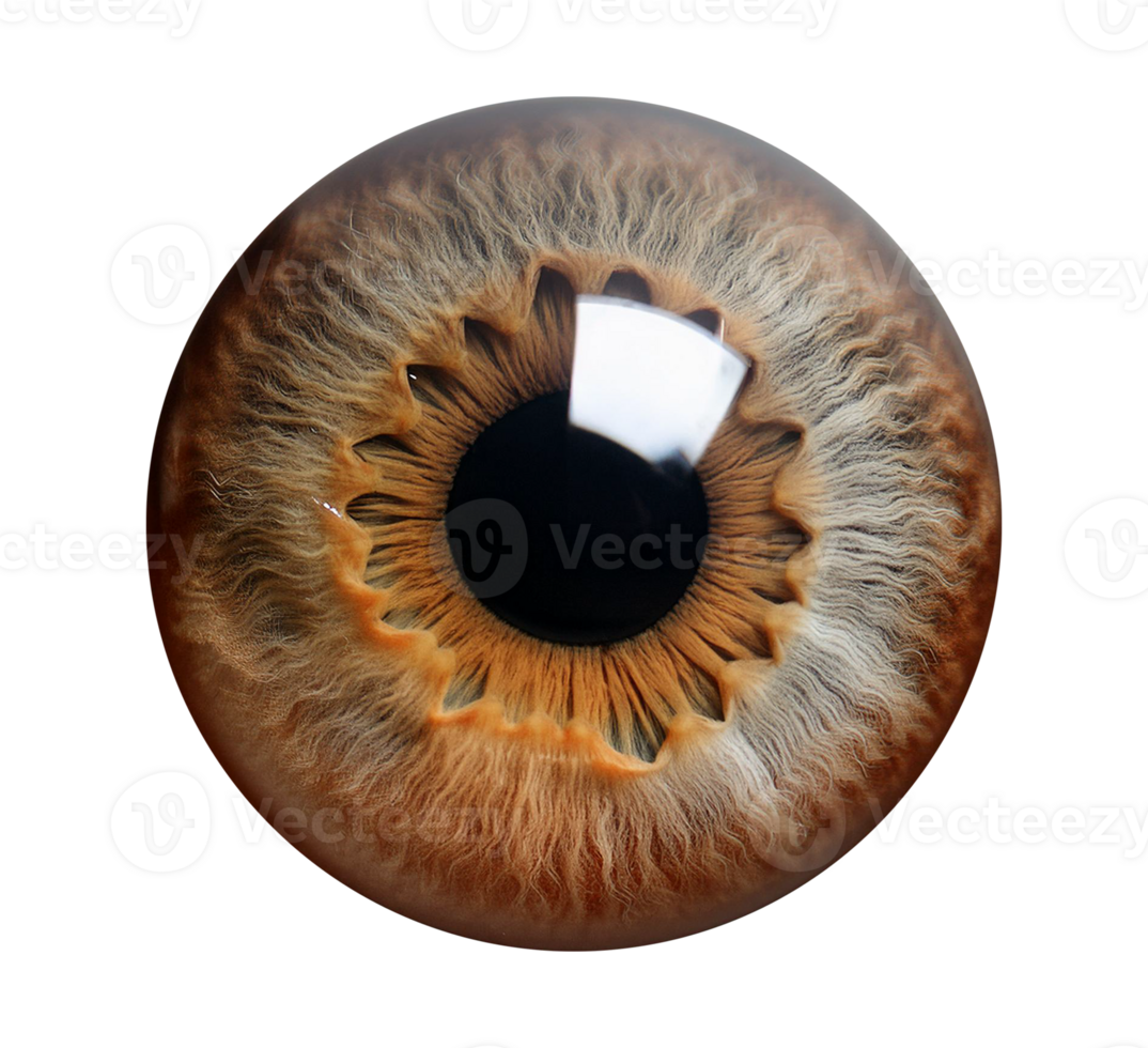 an image of a human eye isolated on transparent background png