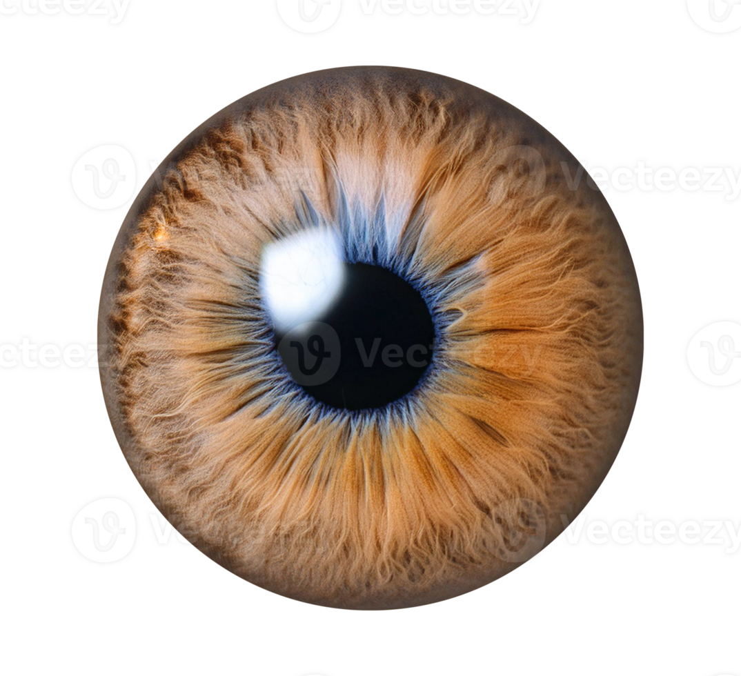 an image of a human eye with a blue iris isolated object png