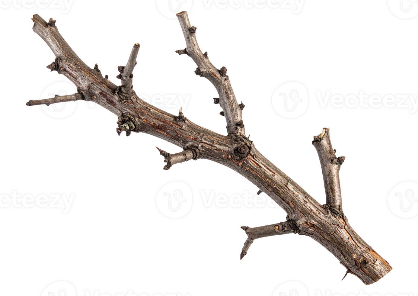 Dry tree branch isolated on transparent background png