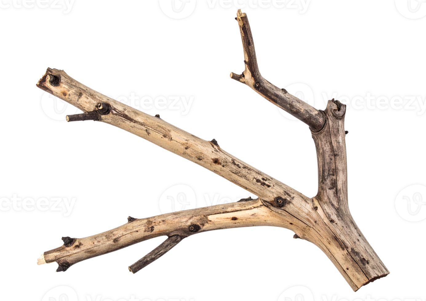 Realistic dead tree limb for nature visuals png