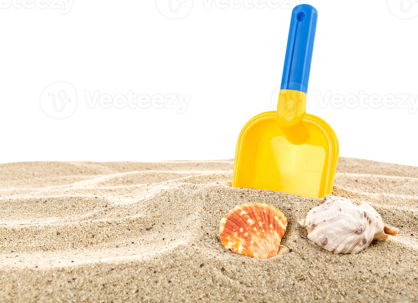 beach sand and shells isolated png