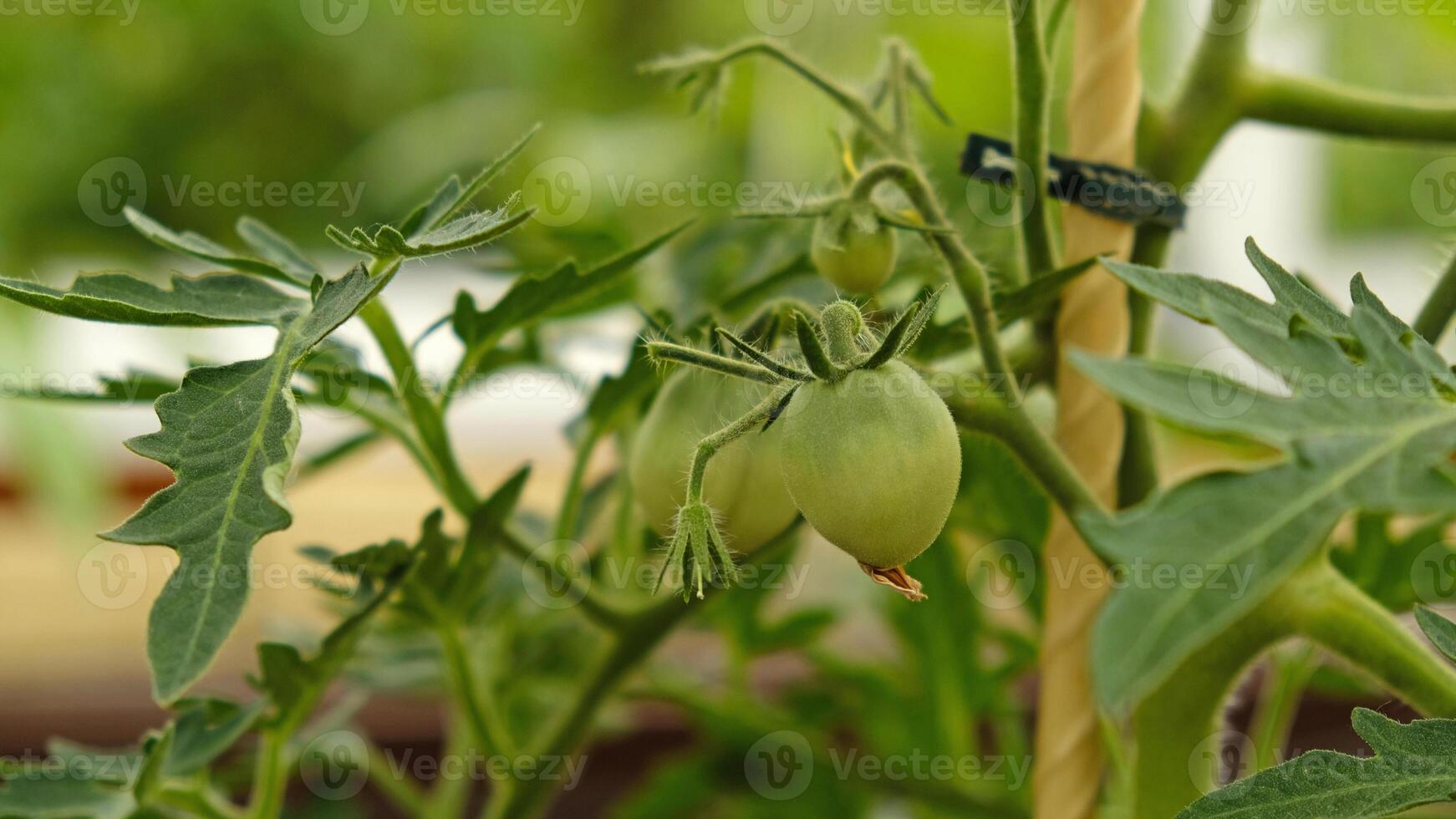 Growing cherry tomatoes. Green unripe fruits on tomato branch in greenhouse. Flowering and fruiting of plant. Concept of agricultural plants, blooming, harvesting, gardening. photo