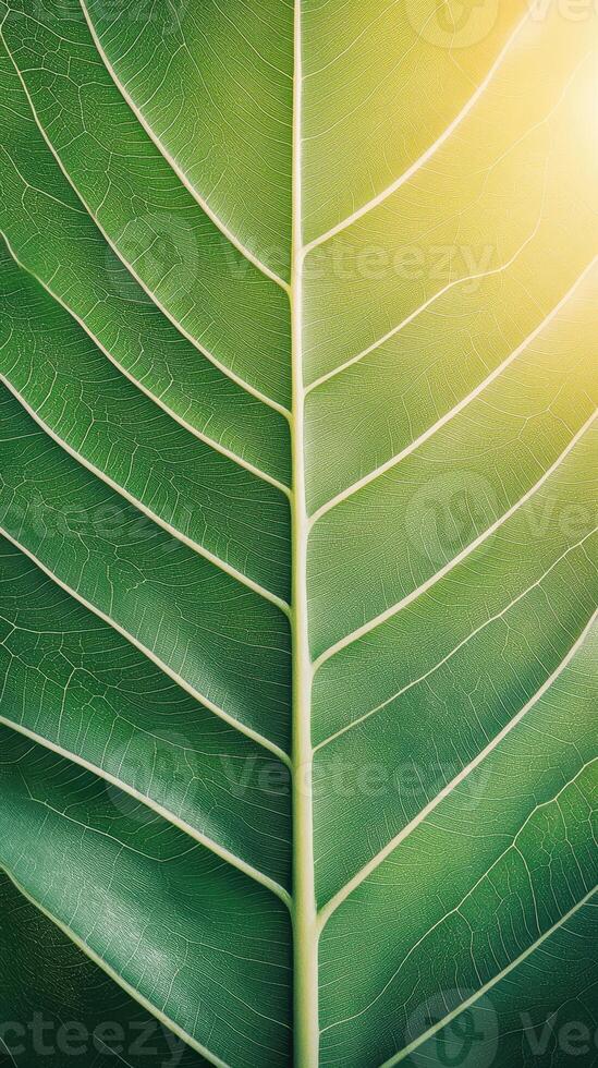 Close up of large green leaf with prominent veins bathed in sunlight. Great for gardening themes, botanical study or nature related projects. photo