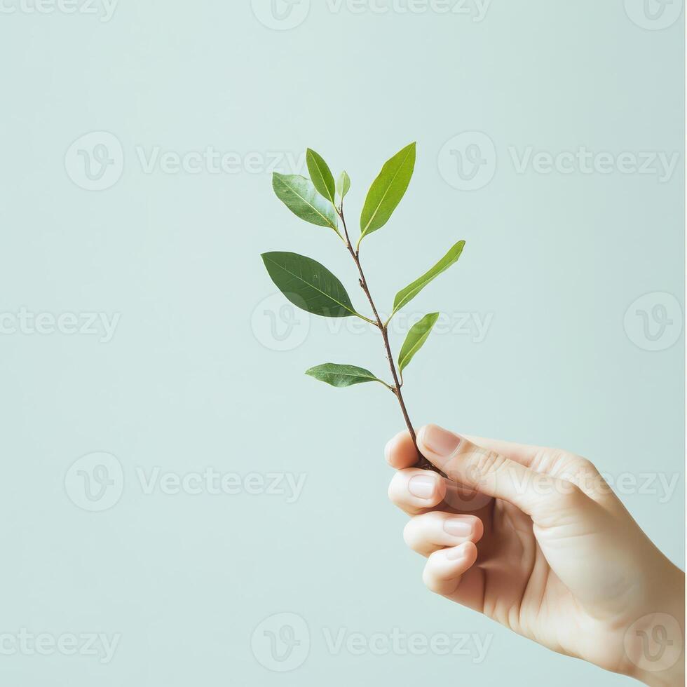 Hand holding green branch with fresh leaves photo