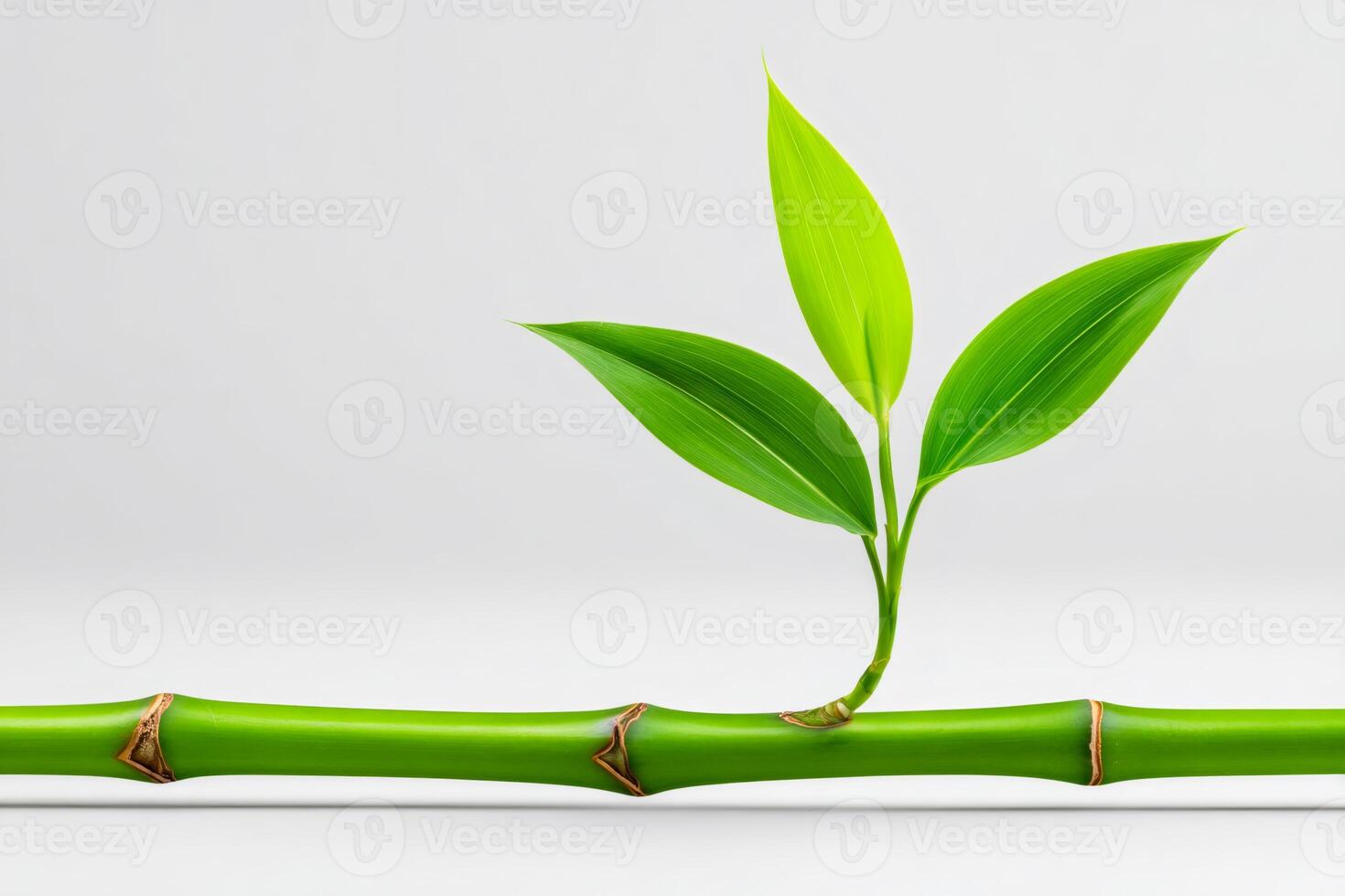 Green bamboo stalk growing new leaves on white background photo