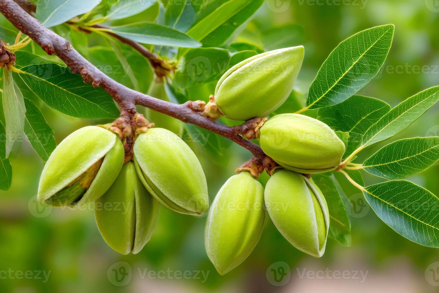 Branch of almond tree showing young green almonds growing photo