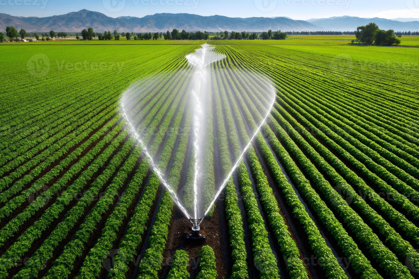 Automated irrigation system watering crops in cultivated agricultural field photo
