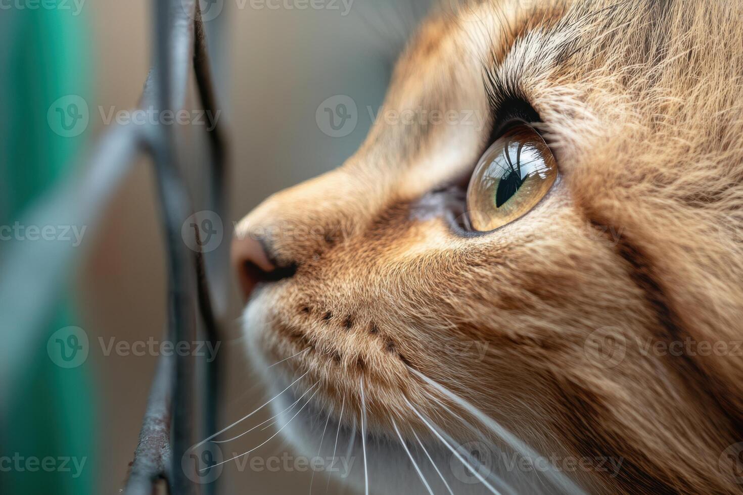 Volunteers show compassion for rescued animals in a community shelter during a sunny afternoon photo