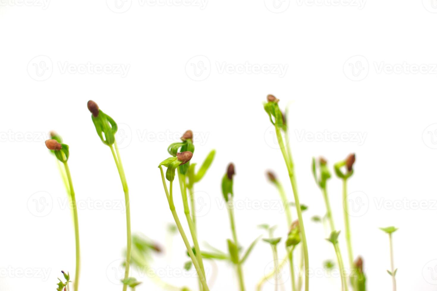 Close-up of Tiny Seedlings Germinating on a White Background, Representing Growth and New Beginnings photo