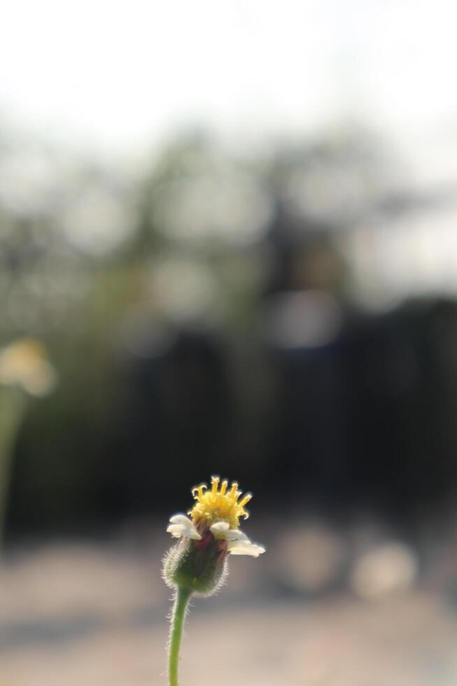 A small yellow flower with a blurry background photo