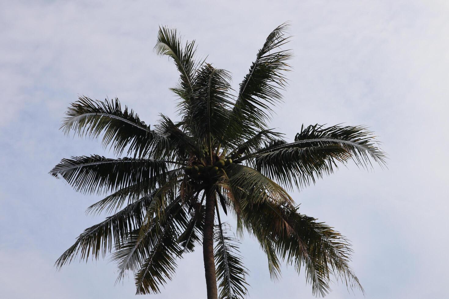 A palm tree with a bird flying in the sky photo