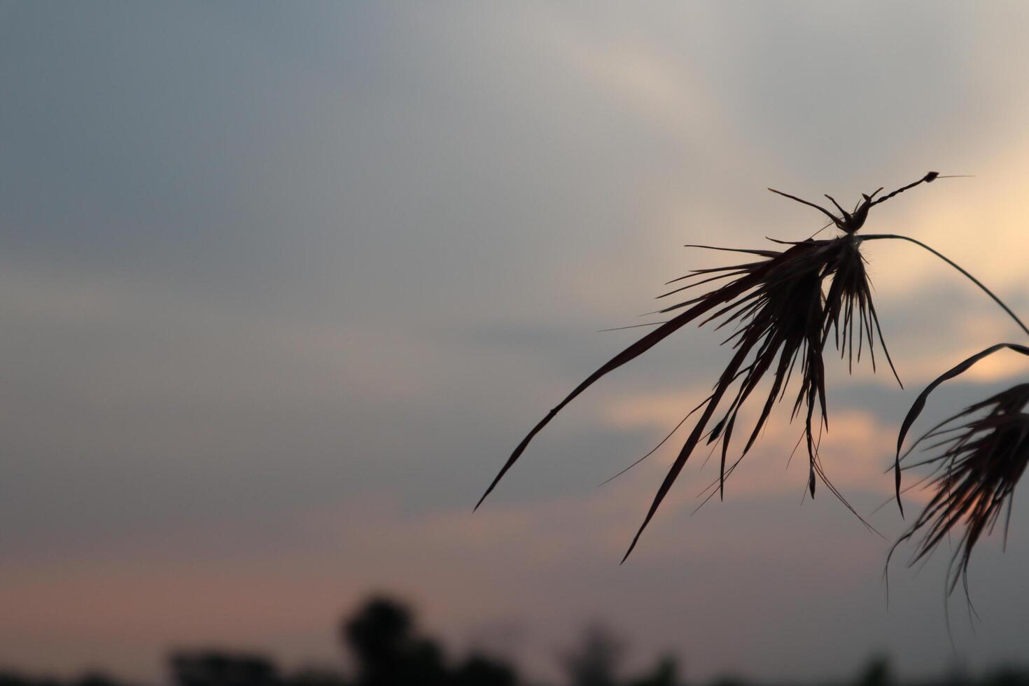 A grass plant with a sunset in the background photo
