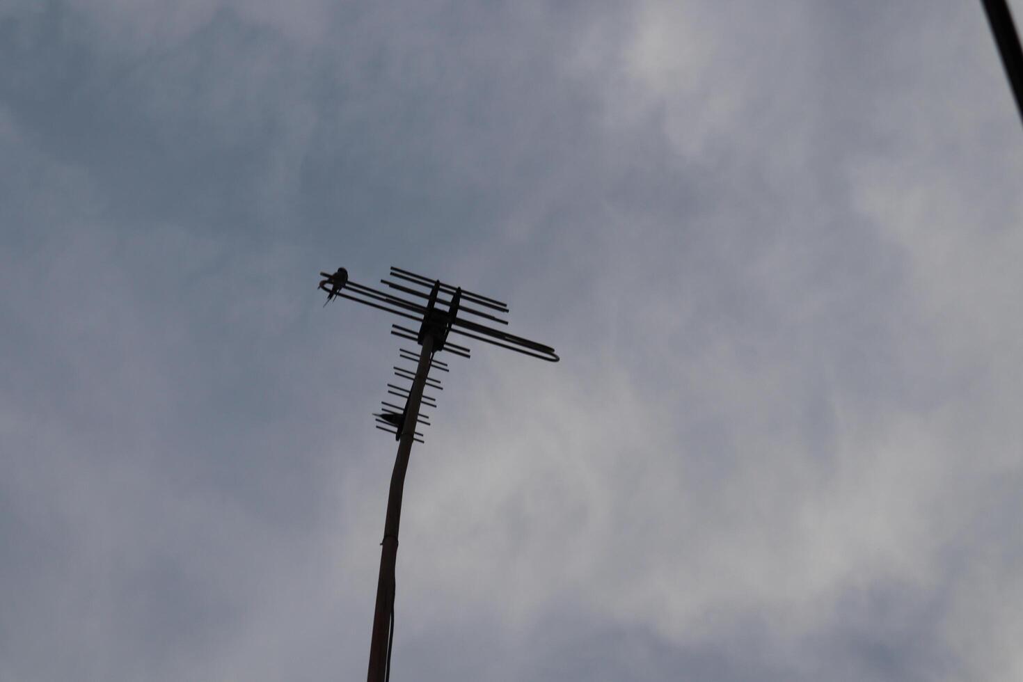 A tall metal pole with a bird on it photo
