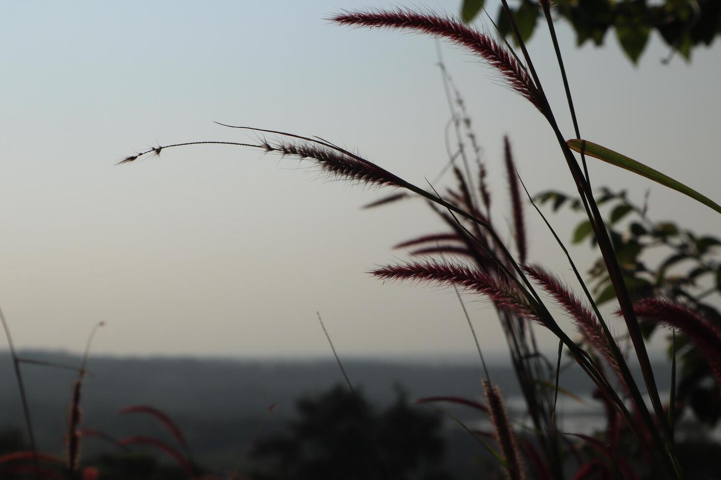 A view of a field with tall grasses and a sky photo