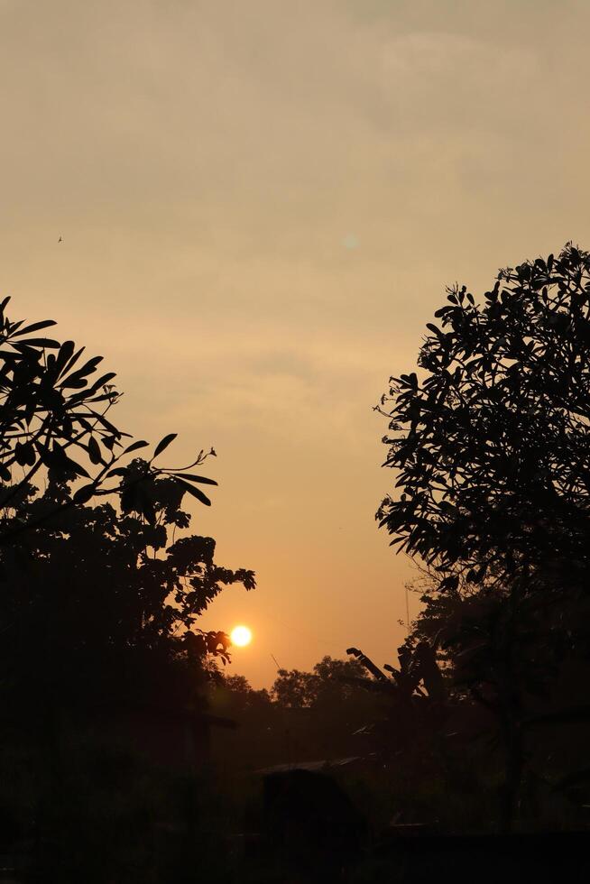 The sun setting over the horizon with trees in the foreground photo
