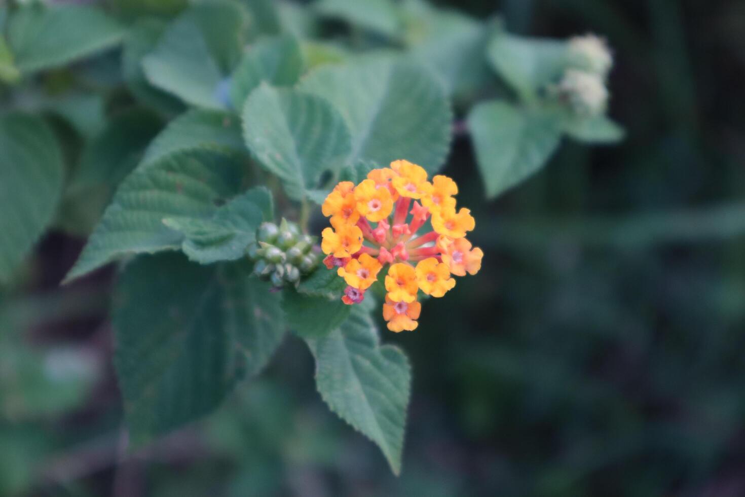 A small orange flower with green leaves photo