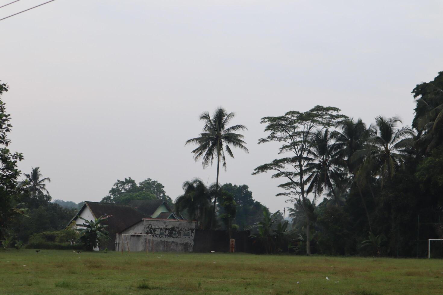 A field with grass photo