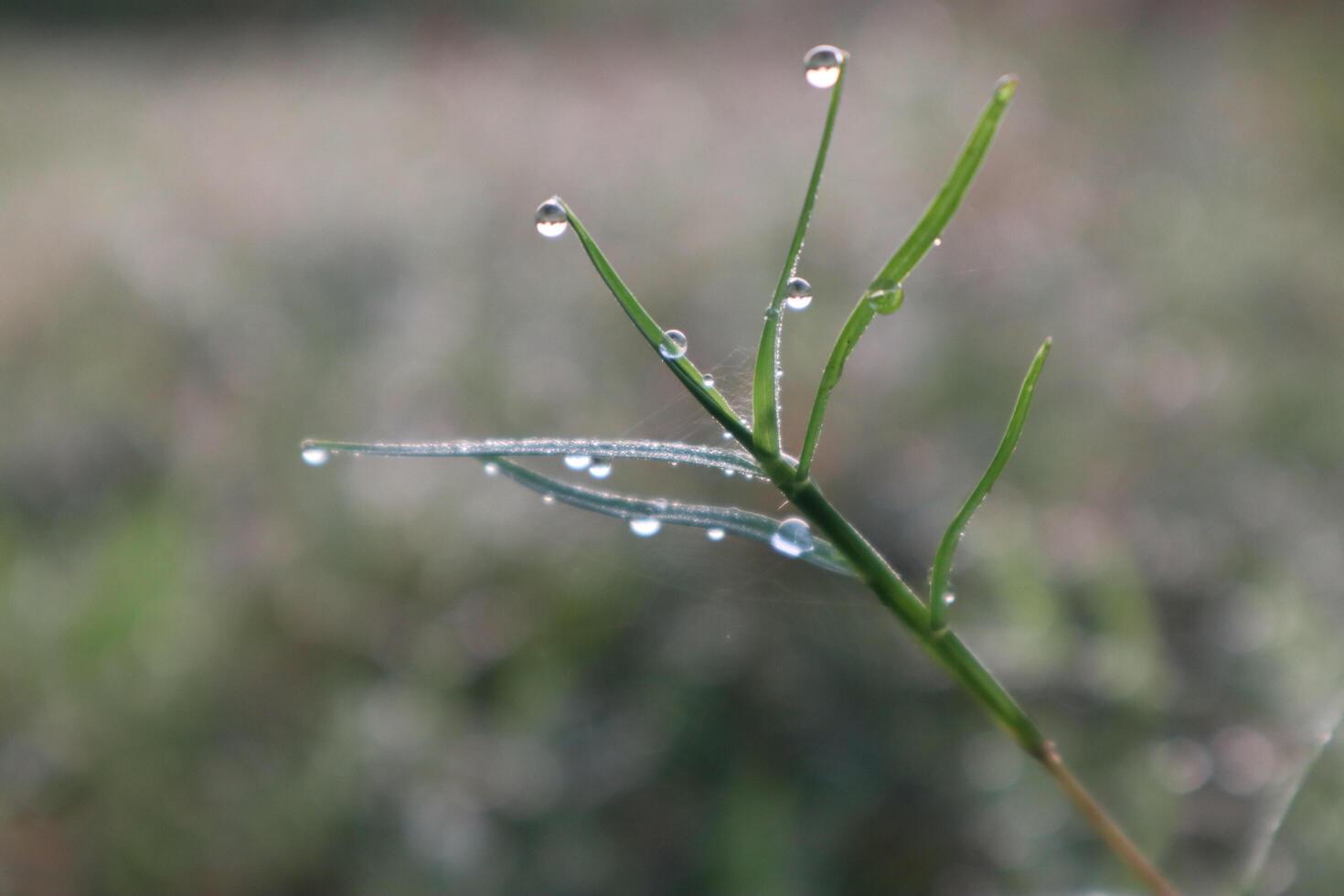 A close up of a grass stem with dew drops photo