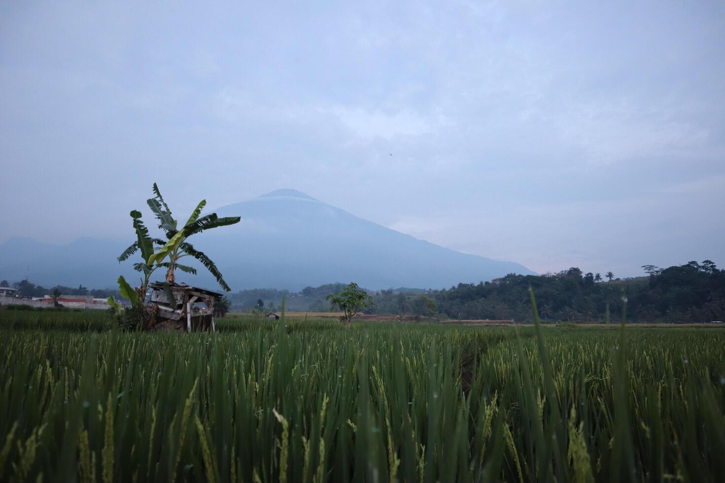 A tree in a field with a mountain in the background photo