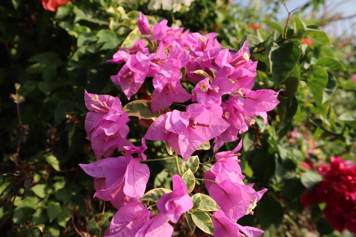 A bush of pink flowers with leaves and flowers photo